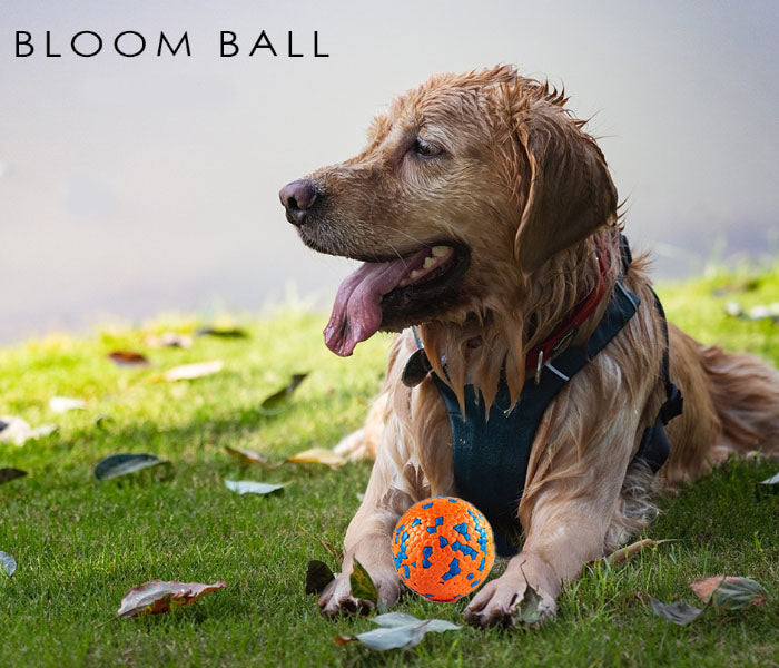 Pawfectpals Tough Bouncy Durable Bloom Ball for Aggressive Chewers, TPR Technology, Floating Rubber Ball, Easy to Clean, High Bounce Rate (Orange and Blue)