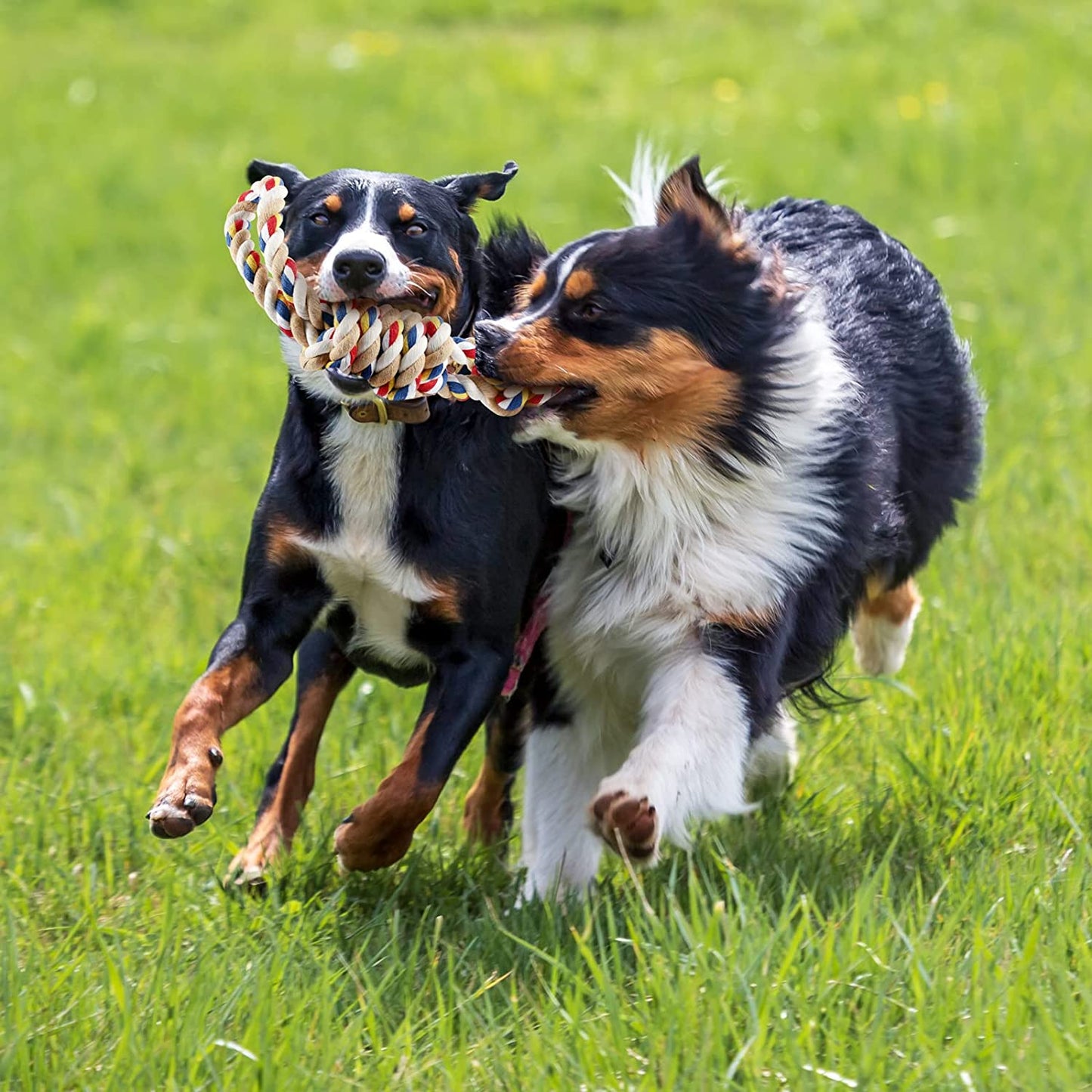 Pawfectpals Tough Twisted Dog Chew Rope Toy Teething and Tug of War for Aggressive Chewers (Double Grip Loops and Knots)