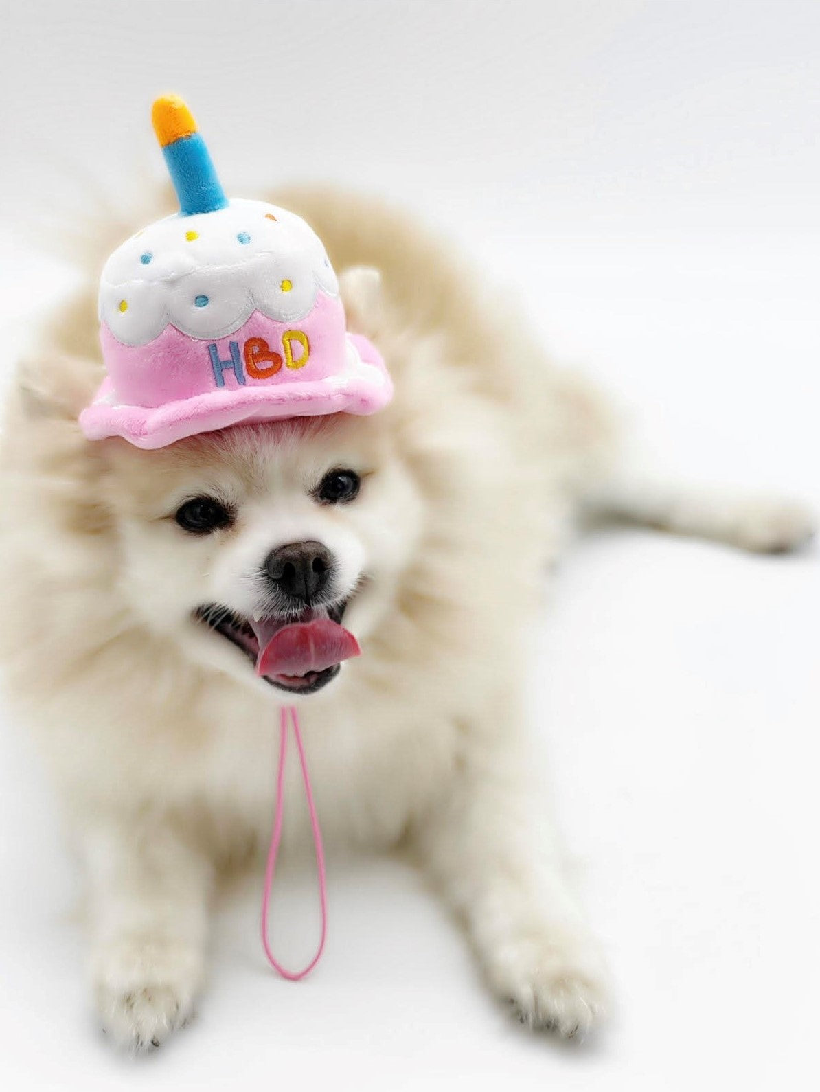 HBD,Cupcake, Birthday, Birthday toy, Hat, Dog, Cat, Toy, Squeaky, Pet Toy, Pet Supply, Dog Toys, Cat Toys, Interactive, Happy birthday, Puppy